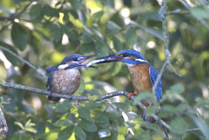 У аб'ектыве — зiмародак