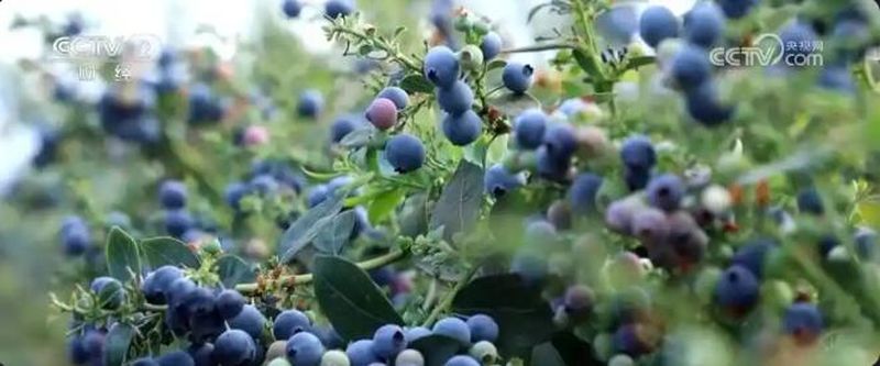 У правінцыі Юньнань чарніцы сталі «ягадай багацця»