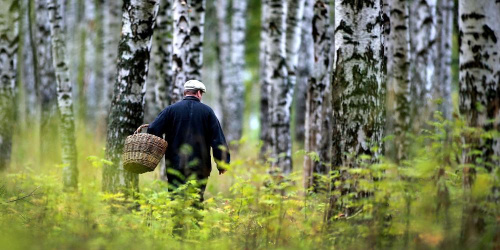 Мужчыну, які заблукаў, шукалі больш за 50 чалавек увесь дзень у лесе пад Стоўбцамі