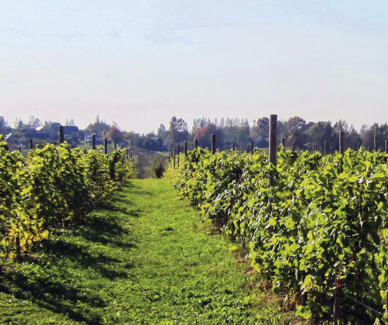 Створаны першы айчынны сорт вінаграду тэхнічнага прызначэння «Лорэд»