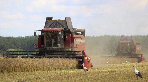 Belarus’ grain harvest past 3m tonnes