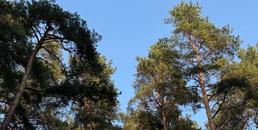 Забароны на наведванне лясоў уведзеныя ў 45 раёнах Беларусі
