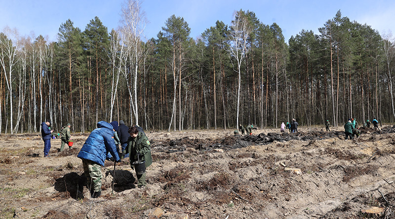 60,000 people join Belarus’ reforestation campaign