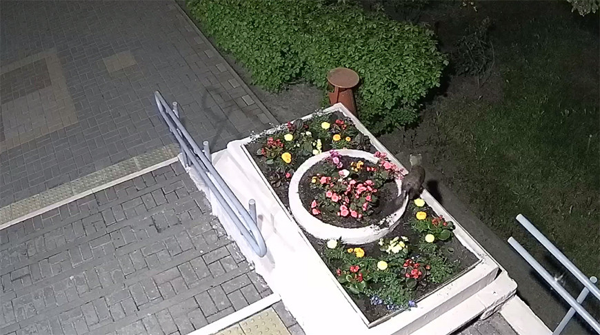 З клумбы сталі знікаць кветкі. Відэа дапамагло ўсталяваць незвычайнага парушальніка
