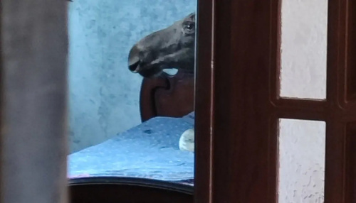 У Бабруйску лось уварваўся ў дом і лёг на ложак