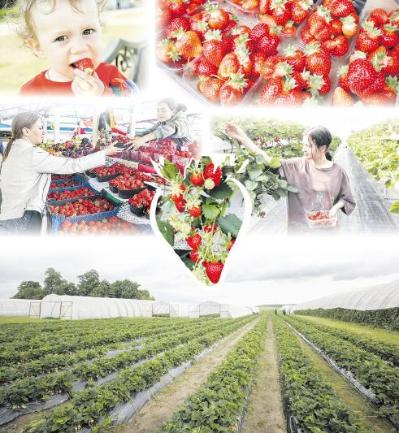 Клубника на рынках Беларуси: какие купить и сколько стоят?