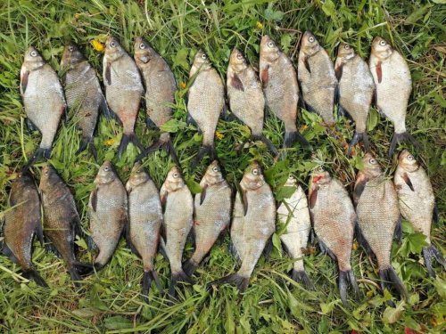 Тры сур’ёзныя выпадкі браканьерства ў перыяд нерасту выяўлена за мінулы тыдзень