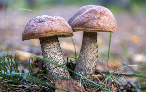 Кажуць, што ўспаміны — гэта адзіны рай, з якога нас ніколі не выганяць. Такім чынам...
