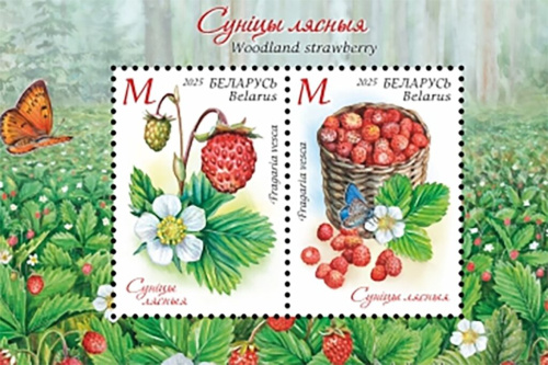 Мінсувязі рыхтуе да выпуску дзве паштовыя маркі і блок з серыі «Суніца лясная»