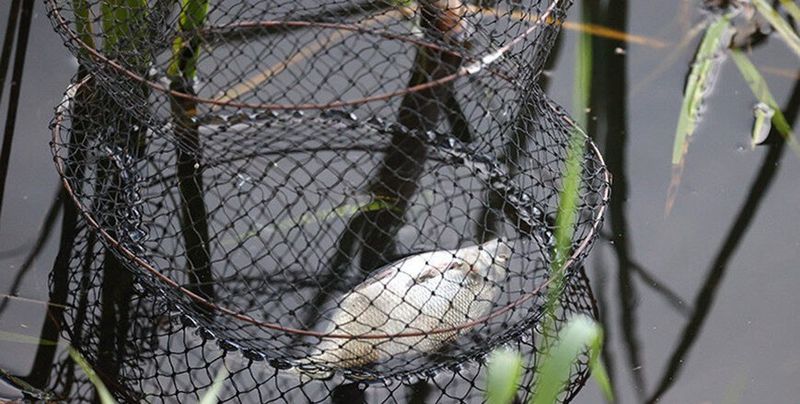 У Беларусі пачынае дзейнічаць нераставая забарона