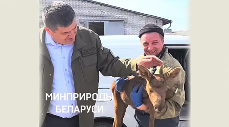 Ласяняці, якое было выратавана пры лясным пажары ў Воранаўскім раёне, знайшлі дом