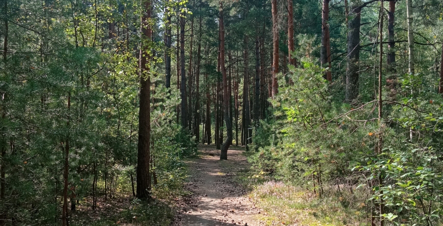 Забарона на наведванне лясоў дзейнічае ў Магілёўскай і Гомельскай абласцях