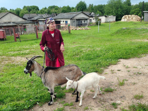Міліцыя вярнула жыхарцы Лагойскага раёна любімых казу і казляня