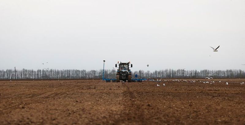 Кукуруза, лён і цукровыя буракі: на якіх плошчах высадзяць сельгаскультуры гэтай вясной